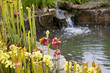 Garden pond scene with flowers and mini waterfall Garden pond scene with flowers and mini waterfall