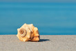 Urlaubsträume, Strandurlaub, Meeresschnecke