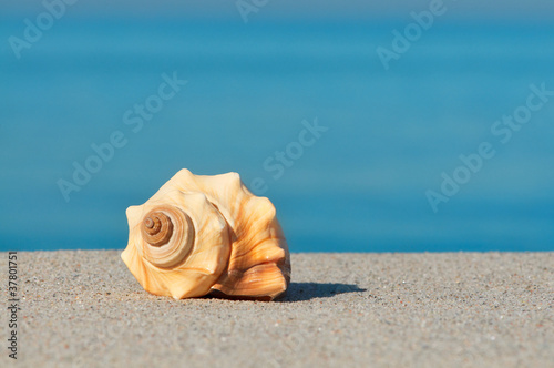 Foto: Urlaubsträume, Strandurlaub, Meeresschnecke Urlaubsträume, Strandurlaub, Meeresschnecke