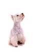 Hund Westie sitzend