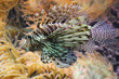 poisson exotique