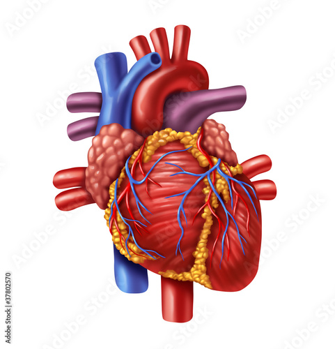 Illustration: Human Heart Human Heart