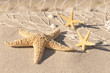 Stillleben mit Seesternen, Strandmotiv, Urlaubszeit
