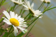 Margeriten, Leucanthemum vulgare, Wildblumen