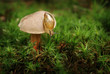 Foto: Kleine Schnecke auf einem Pilz Kleine Schnecke auf einem Pilz
