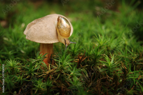 Photo: Kleine Schnecke auf einem Pilz Kleine Schnecke auf einem Pilz