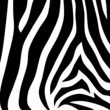 Zebrafell