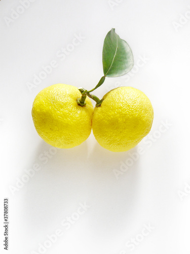 Foto: 柚子 twin fruits_01 柚子 twin fruits_01