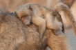 Young baboon riding on its mother's back