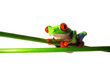 Rotaugenlaubfrosch 124 Agalychnis callidryas