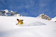 Snowboarder im unverspurten Hang