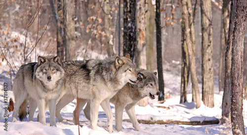 Photo : meutes de loups meutes de loups