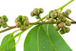 graines eucalyptus