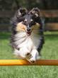 Agility - Sheltie über Hürde