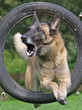 Agility - Malinois im Reifen