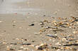 Shells on the beach