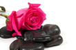 Pink rose with stones