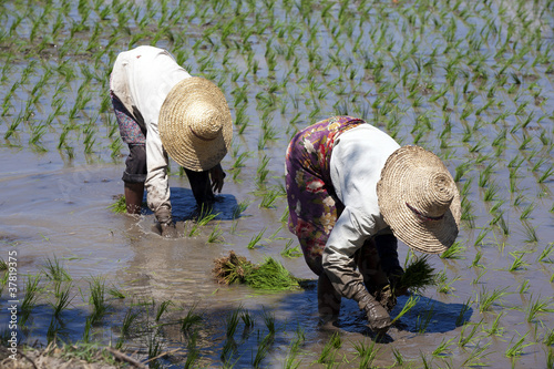 Photo: Lago Inle - Myanmar Lago Inle - Myanmar
