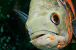 piranha