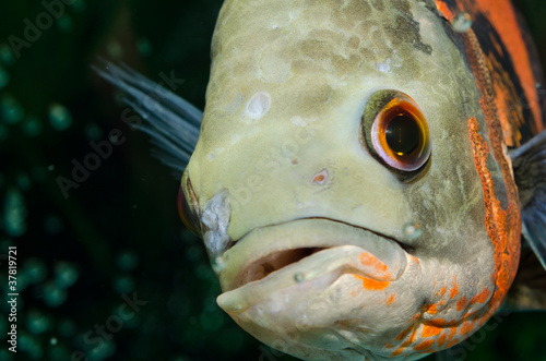 Photo: piranha piranha