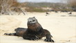 Galapagos Iguana
