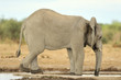 Elephant #9
