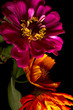 Charoscuro Flowers