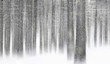 Snowfall in the Forest
