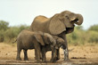 Elephant #12