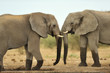 Elephant #18