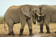 Elephant #5