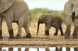 Elephant #13