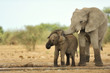 Elephant #14