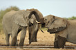 Elephant #6