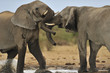 Elephant #7