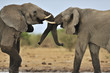 Elephant #10