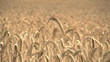 Field of Barley in the wind