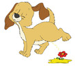 Hund, Welpe, Hundewelpe