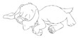 Hund, Welpe, Hundewelpe