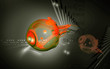 Eye