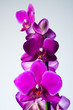 violette Orchidee