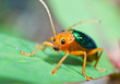 Bombardier Beetle (brachinus A... Bombardier Beetle (brachinus A...