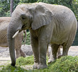 éléphant africain 2