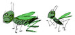 grasshopper grasshopper