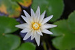 Purple water lilly on water background with leaves and it's bud.