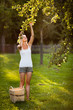 Young woman up on a ladder picking apples from an apple tree Young woman up on a ladder picking apples from an apple tree