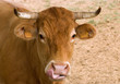 Gros plan tête vache limousine Gros plan tête vache limousine