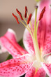 Stargazer lily flower