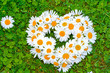 Herz aus Margeritenblüten auf Gras