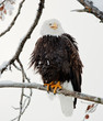 Photo en ligne au meilleur prix The shouting Bald eagle sits on a branch.